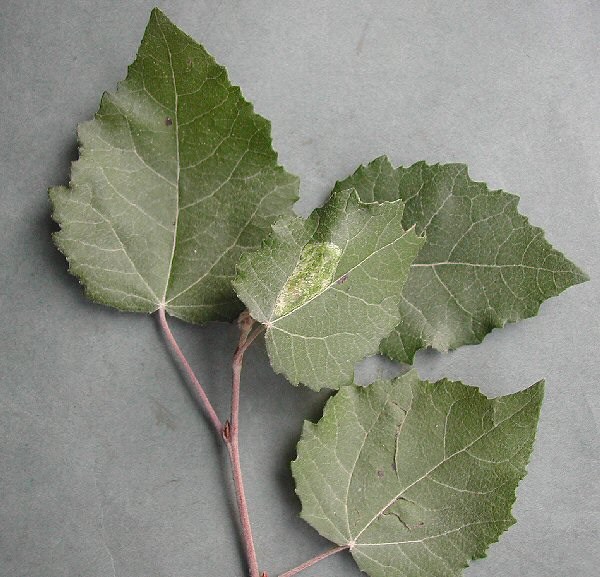 the upper epidermis is freckled