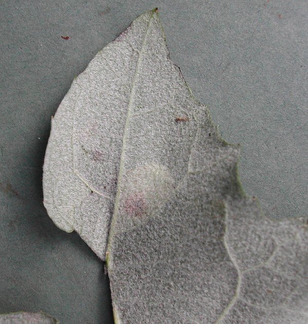 the underside is pale coloured