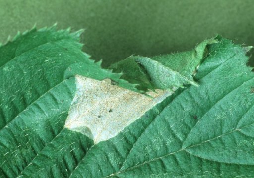the mine causes the leaf to curl over
