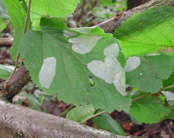 the mines cause the leaf to curl over