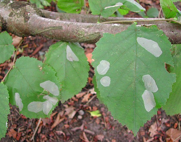 blotch mines are formed