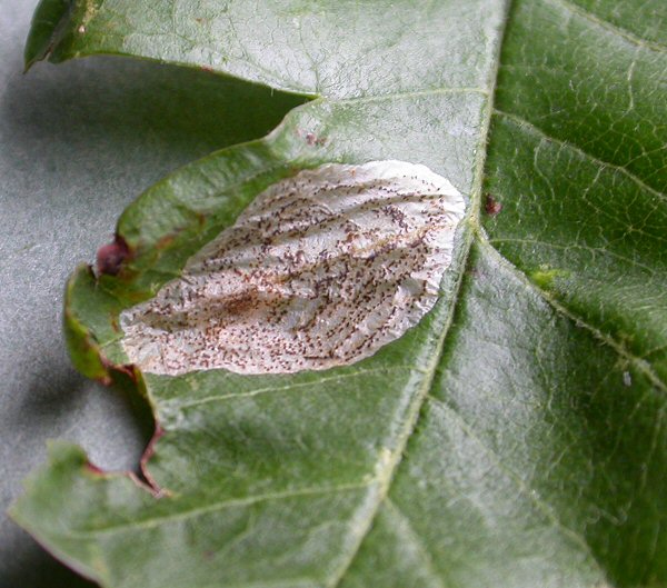 the mature mine has a speckled appearance