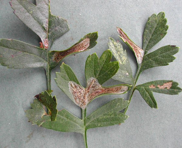 the mine develops brown speckling