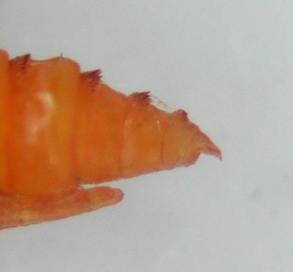 lateral view