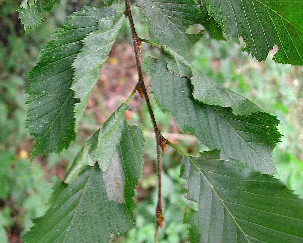 the mine causes the leaf to curl up