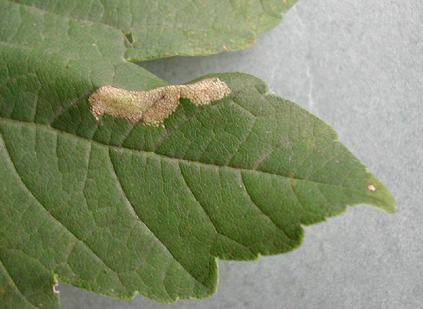 if the mine is at the edge the leaf may fold