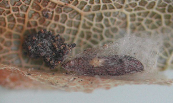 pupa in cocoon