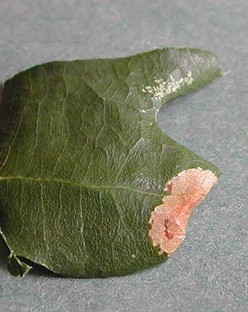 a small mine less than 14mm long