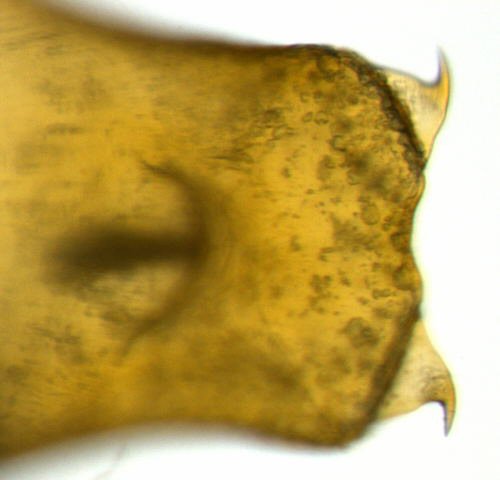 cremaster - ventral view