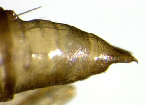 lateral view