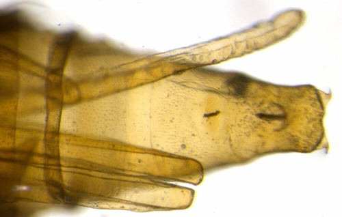 ventral view