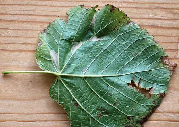 the leaf is distorted