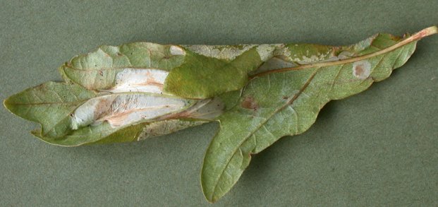 the underside has a strong crease