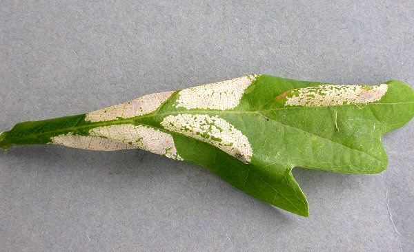 there are many mines in a leaf