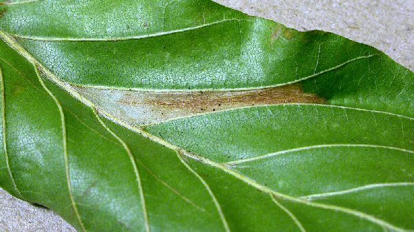 the mine is creased and contracts the leaf