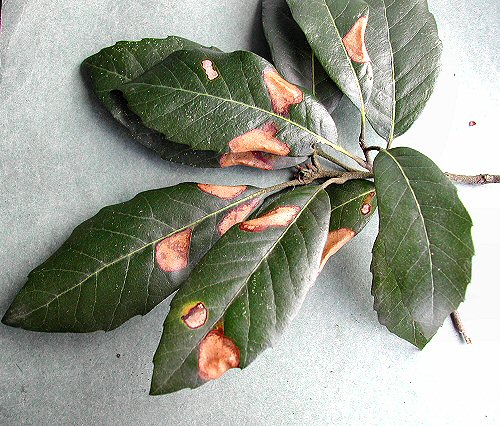 mines shown on Q.ilex