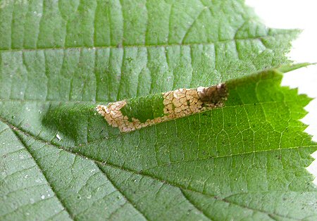 the leaf is strongly arched
