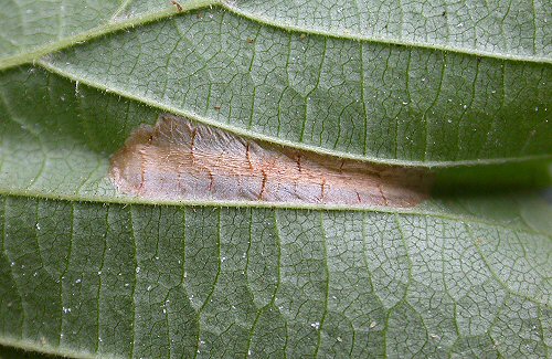 the lower epidermis is creased