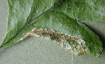 the leaf lobe folds over