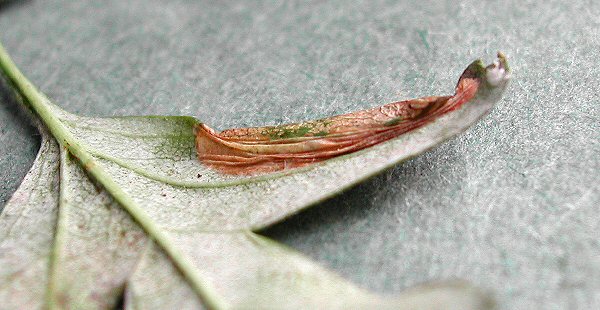 the underside is strongly creased