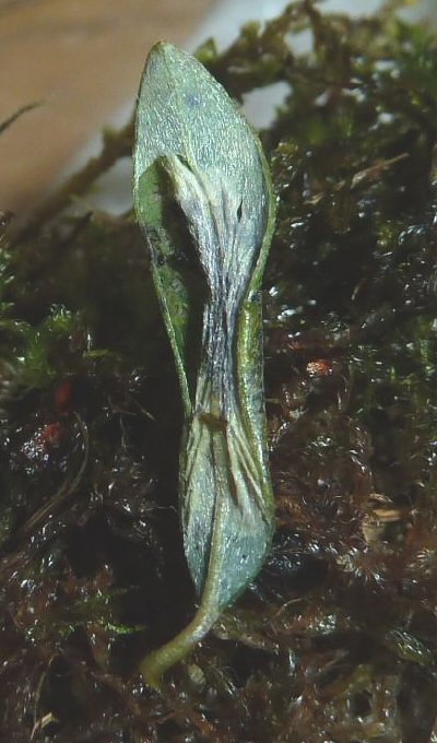 the mine occupies the whole leaf