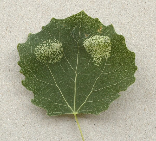 the upper suraface of the leaf