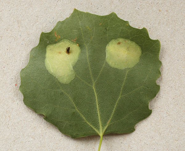 protruding exuviae can be seen in the left mine