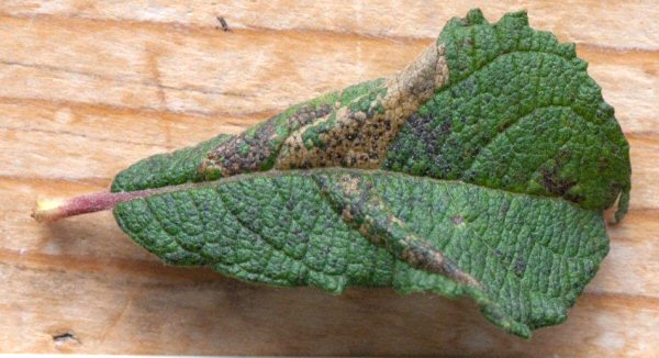 the mines cause the leaf to curl over