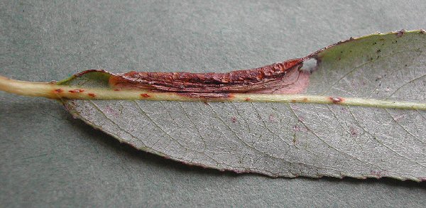 the leaf edge is folded over