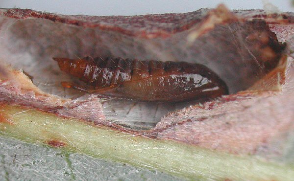 pupa