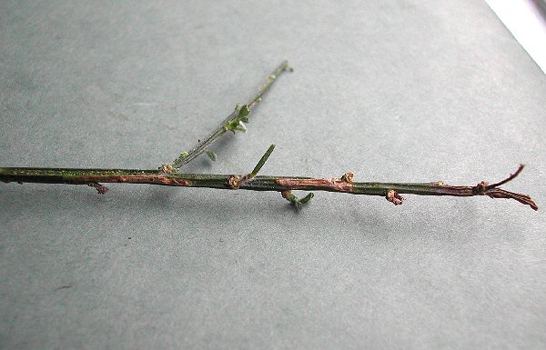 two mines are present