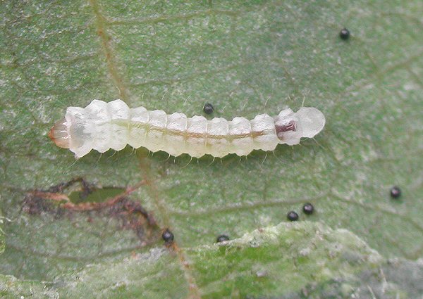 the larva is pale greenish white