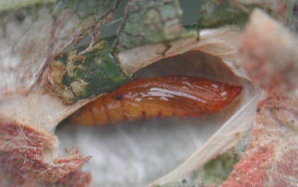 the pupa