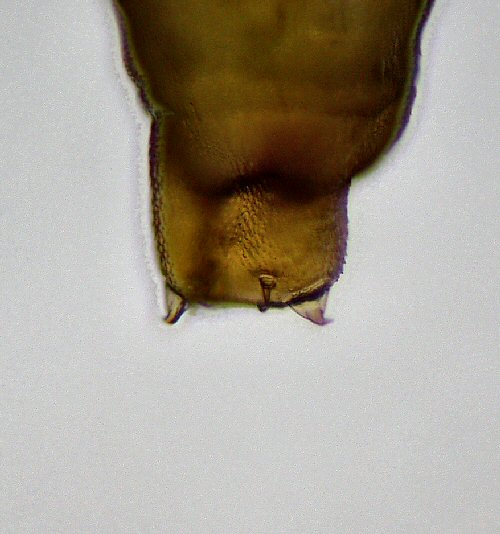 cremaster - ventral view