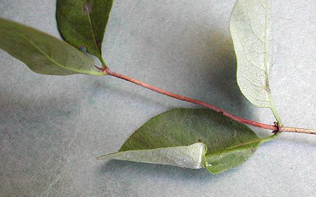 the leaf distorts