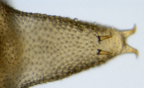 the cremaster has four spines