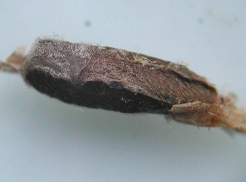 cocoon