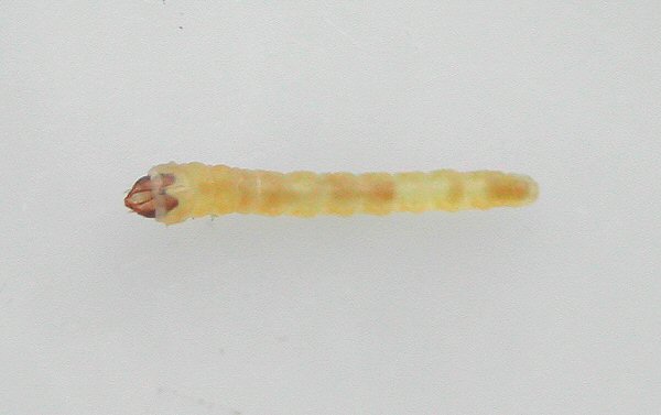 dorsal view of larva