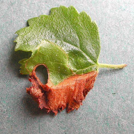 the larva makes cut outs in the leaf