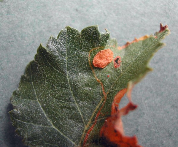 the cut out rests on the leaf