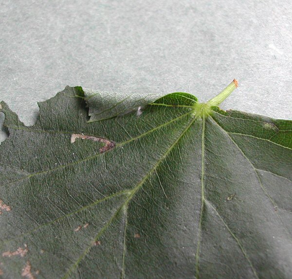 it pupates in a rolled leaf edge