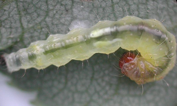 dorsal view