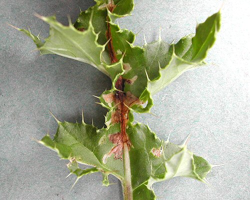 mines along the main vein, with side branches