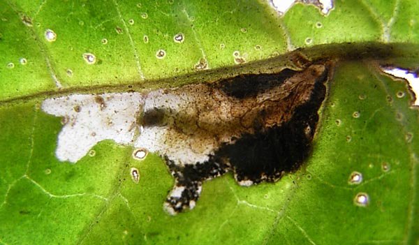larva in mine
