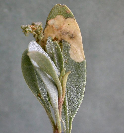first instar larvae make U-shaped mines