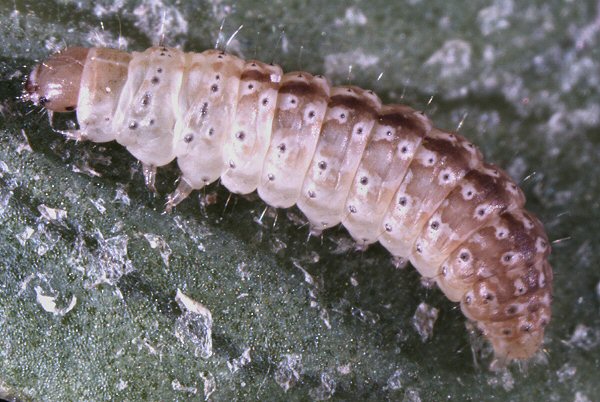 larva