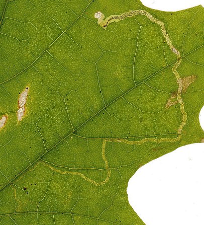 the green frass fills the gallery