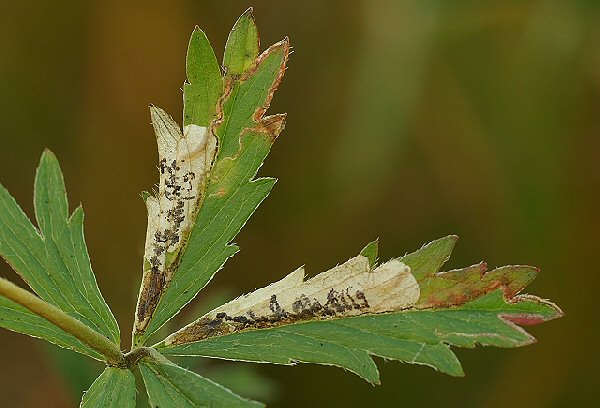 the slender intial mine leads to a blotch