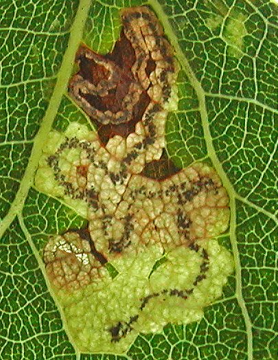 a blotch is formed from the twisting gallery