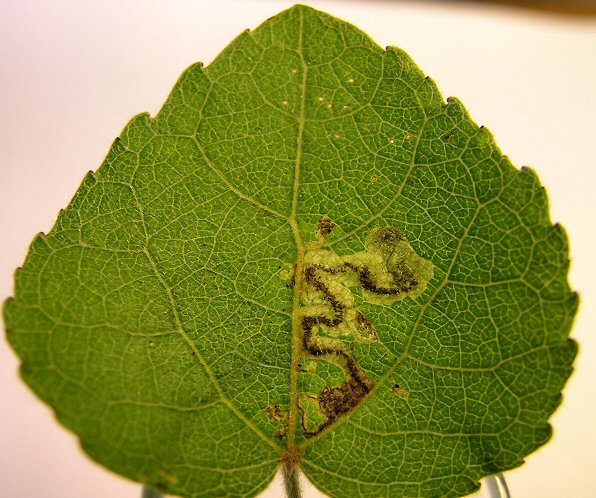 a blotch is made from contorted galleries